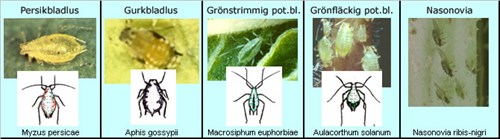 bladlusarter-sv.jpg